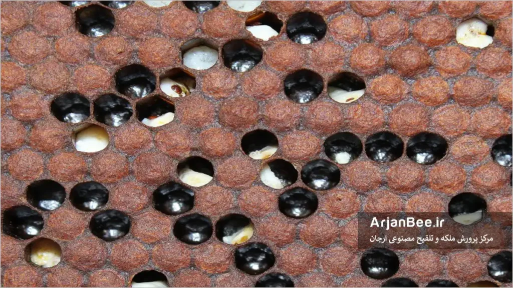 سندرم کنه انگلی زنبور عسل (PMS)