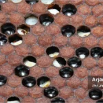 سندرم کنه انگلی زنبور عسل (PMS)