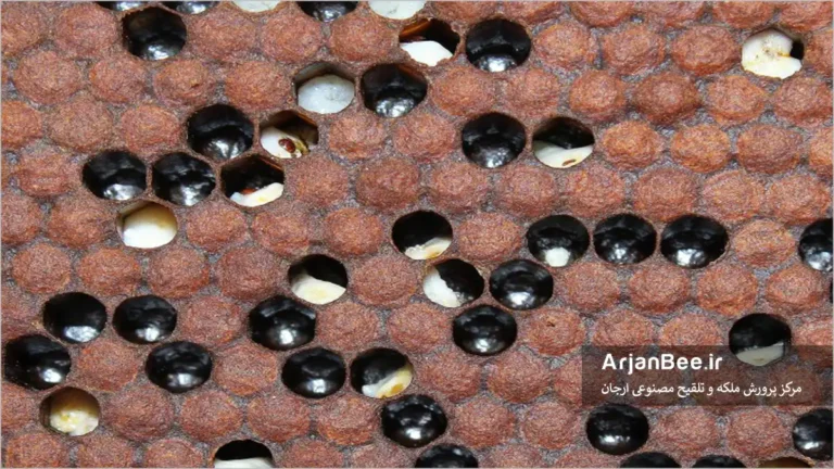 سندرم کنه انگلی زنبور عسل (PMS)