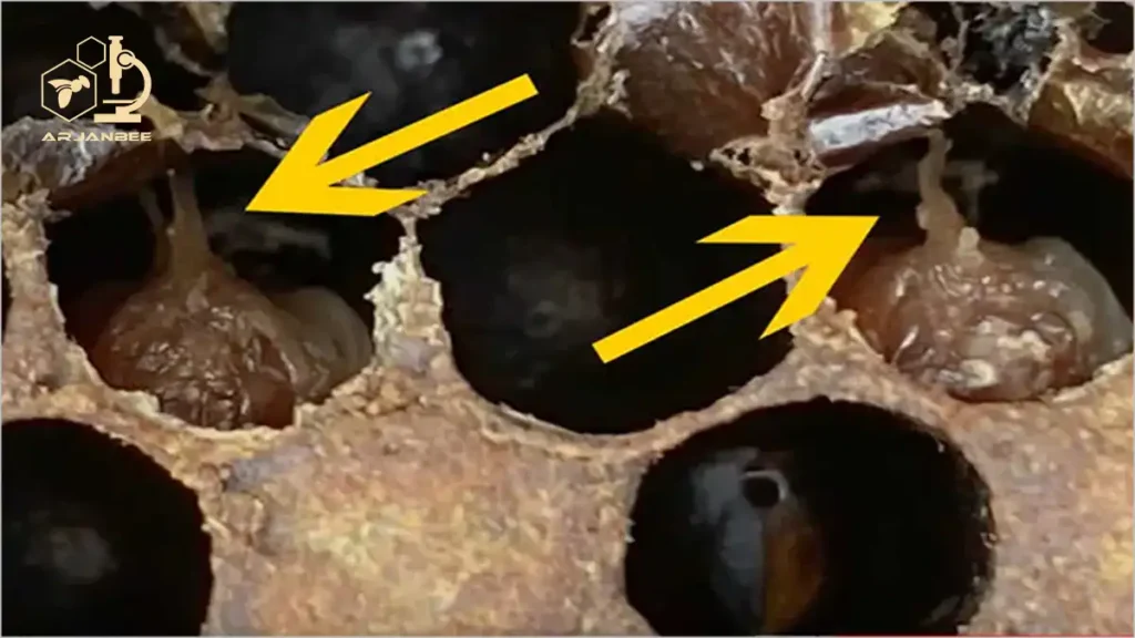 مدل زبان شفیره ها نشان دهنده بیماری لوک امریکایی است.