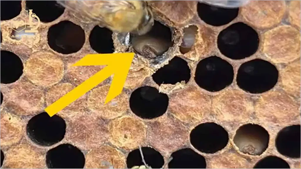 توجه داشته باشید که چگونه رنگ بچه ها تغییر کرده است