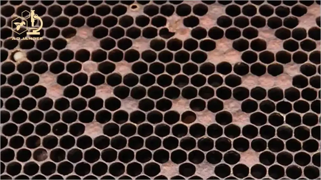 الگوی تولد پراکنده در کلنی های بشدت آلوده