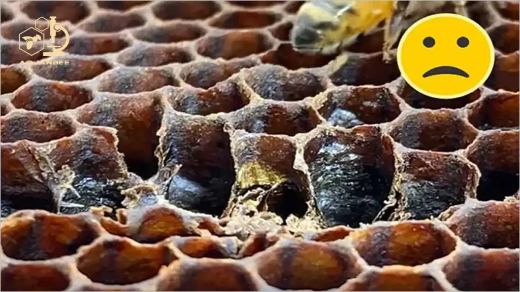 لارو های آلوده سیاه و سخت به راحتی در بیماری لوک امریکایی قابل تشخیص است