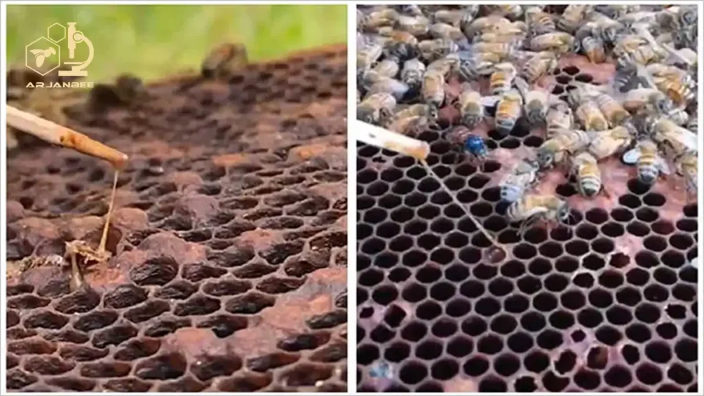 بررسی کنید که آیا لاروهای برداشته شده با چوب مانند طناب کش می آیند.