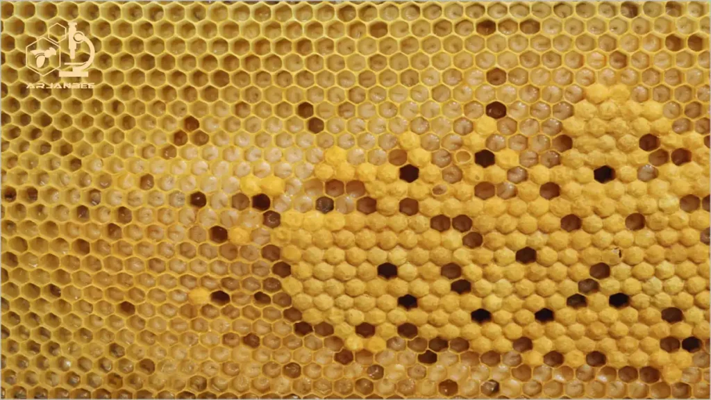 لاروهای سالم ظاهری سفید مرواریدی دارند.