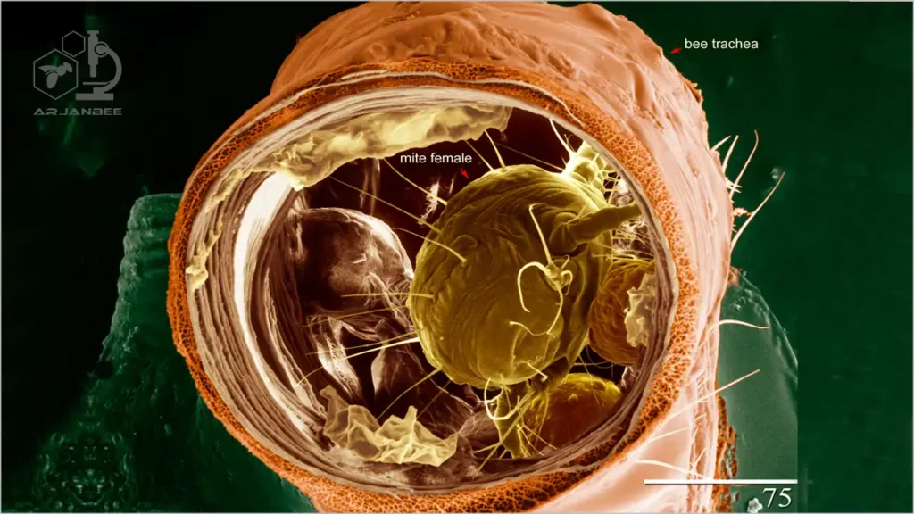 کنه تراشه آکاراپیس