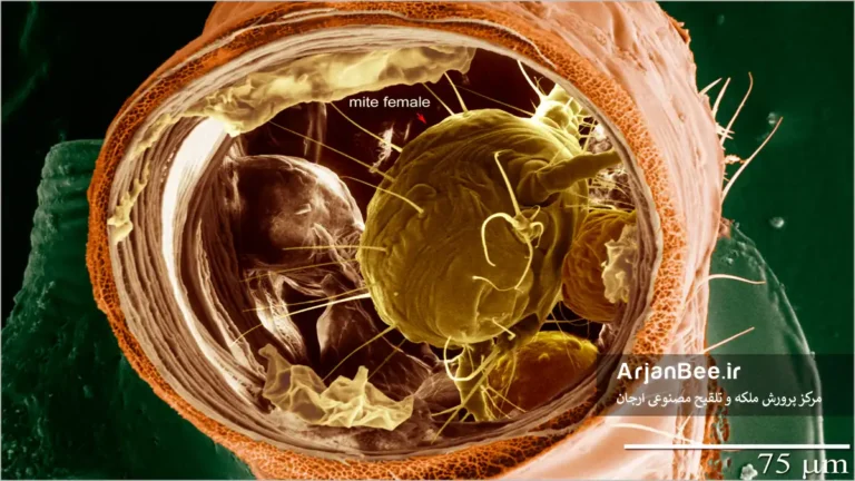 کنه تراشه آکاراپیس (Acarapis woodi)