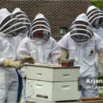 زنبورداران در حال تحقیق و آزمایش