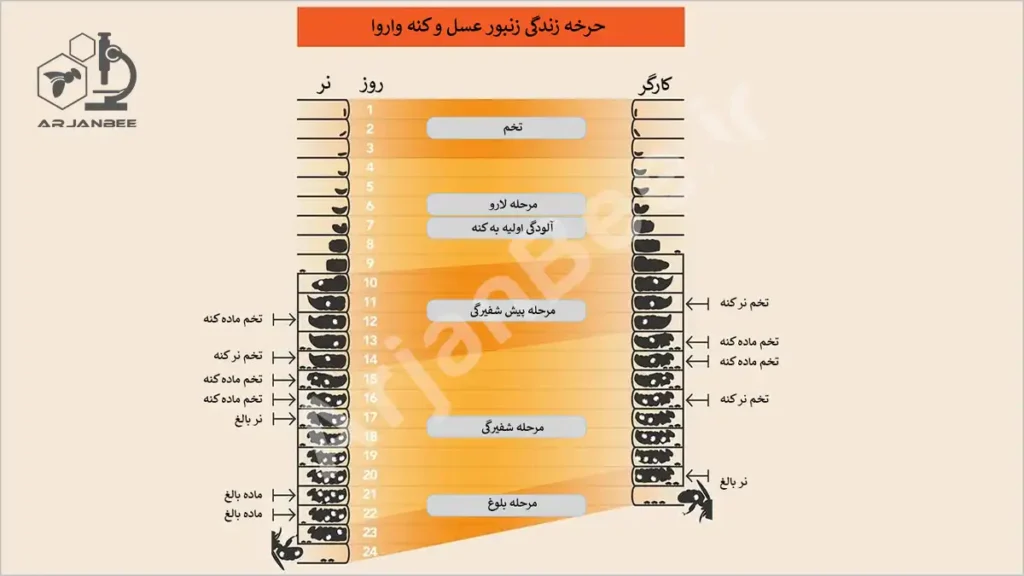 روشهای کنترل کنههای واروآ با رویکرد مدیریت یکپارچه آفات (IPM) 6 شکل 1 - چرخه زندگی کنه های واروآ و زنبورهای عسل نرها و کارگران