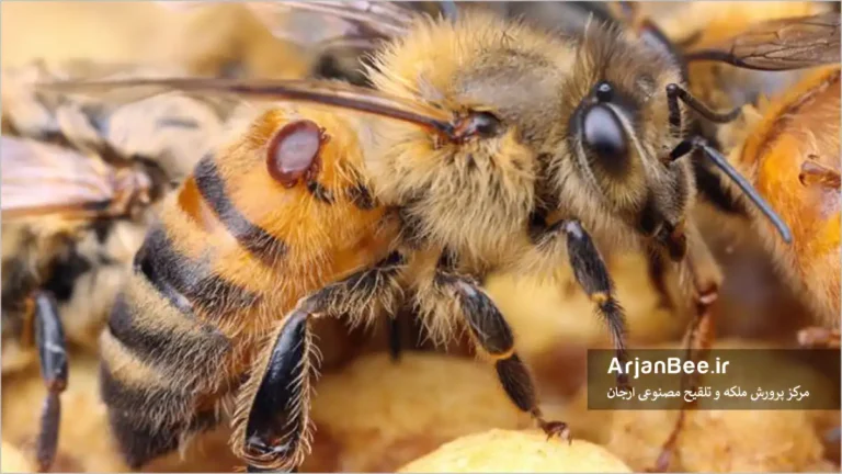 کنه واروآ زنبور عسل