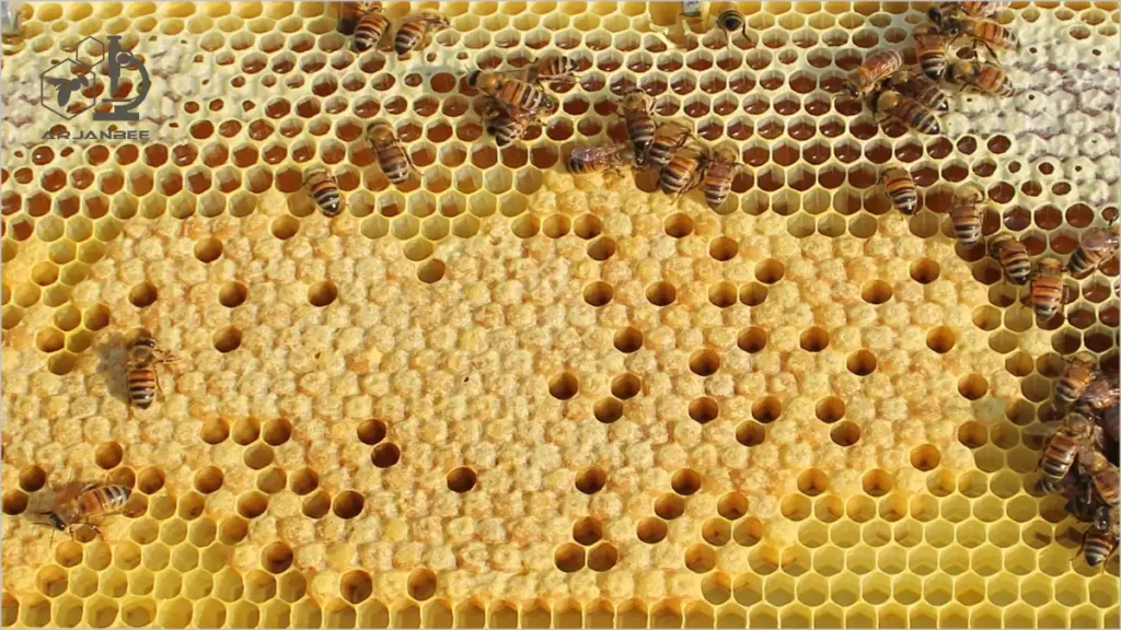 سلول های رنگ روشن ، وسط این قاب سلول های نوزاد سالم هستند.