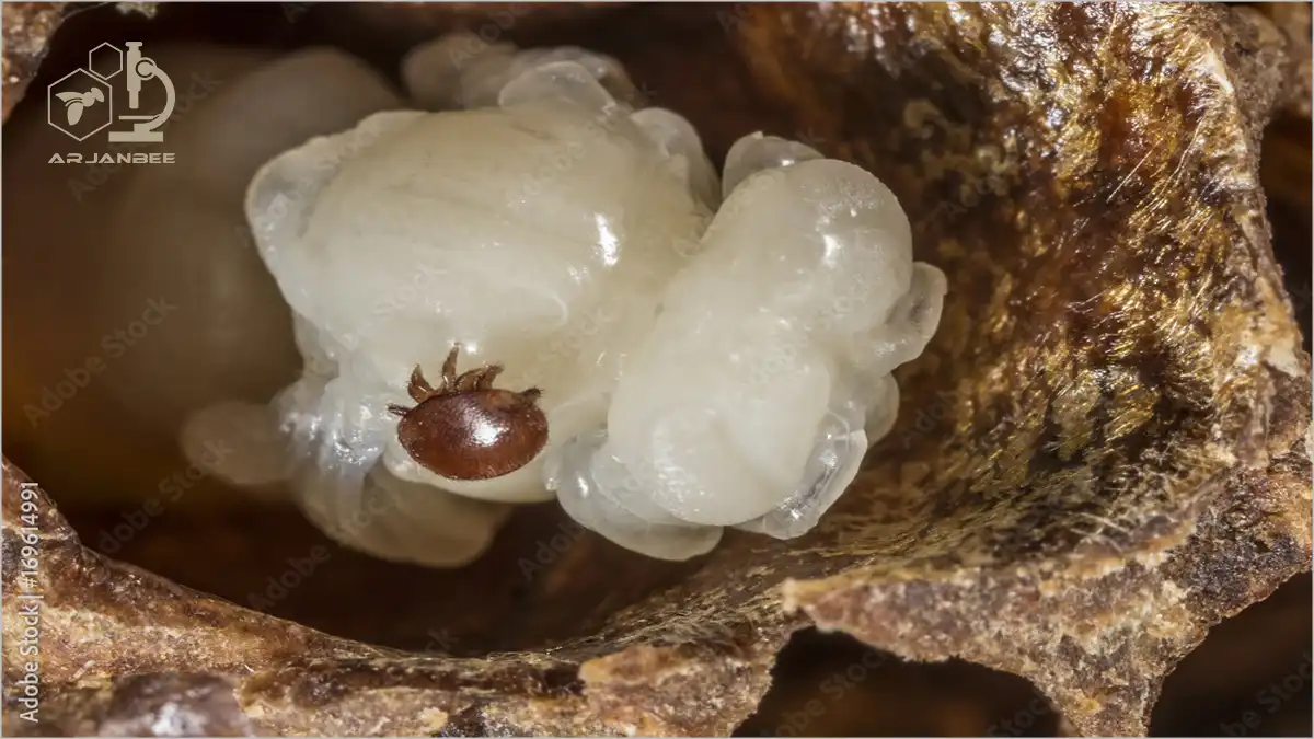 تغذیه کنه واروا از زنبور عسل