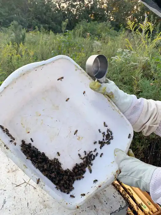 تشخیص میزان آلودگی کلنی به کنه واروآ با استفاده از الکل 7