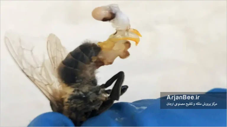 ارزیابی کیفیت اسپرم در زنبورهای نر