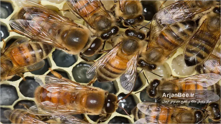 بهينه سازي باروری زنبورهای نر