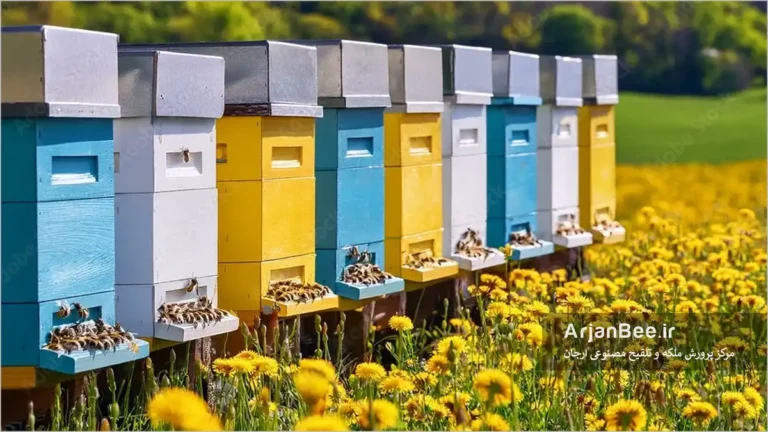 سازماندهی کلنی های پدری برای منطقه جفتگیری