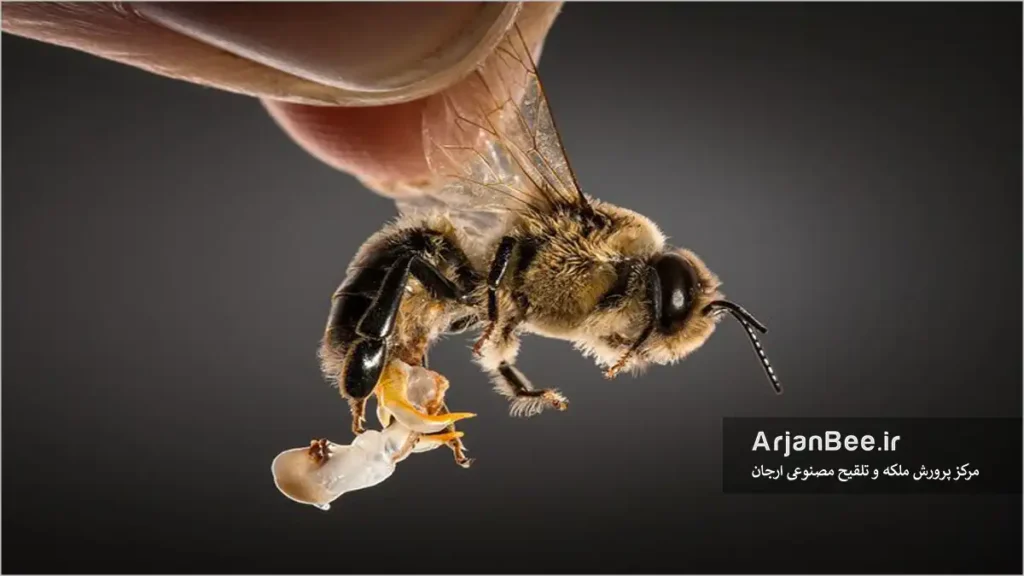 اسپرم گیری از زنبور نر