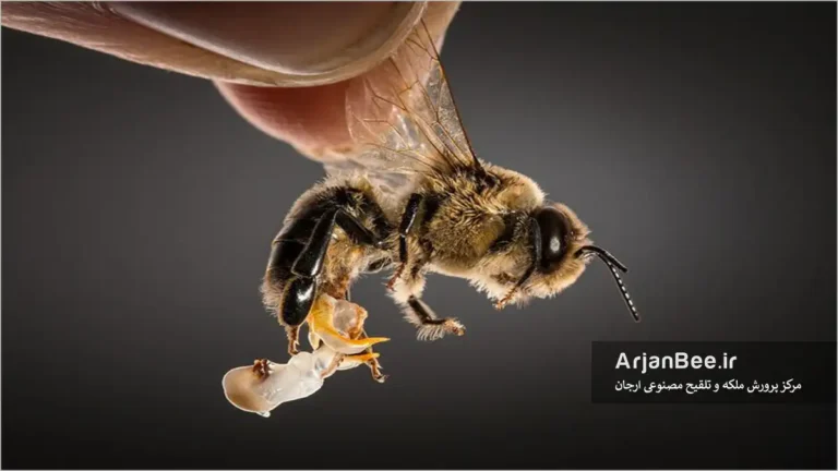 اسپرم گیری از زنبور نر