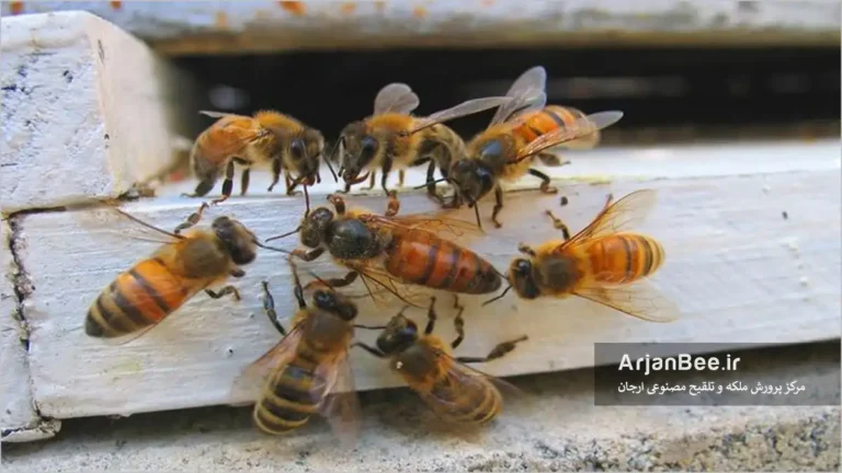 ملکه بعد از جفتگیری با نرها