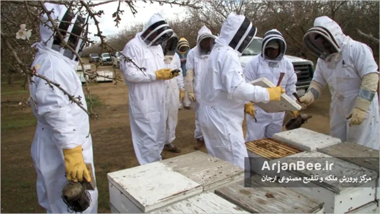 مطالعات روی زنبور عسل