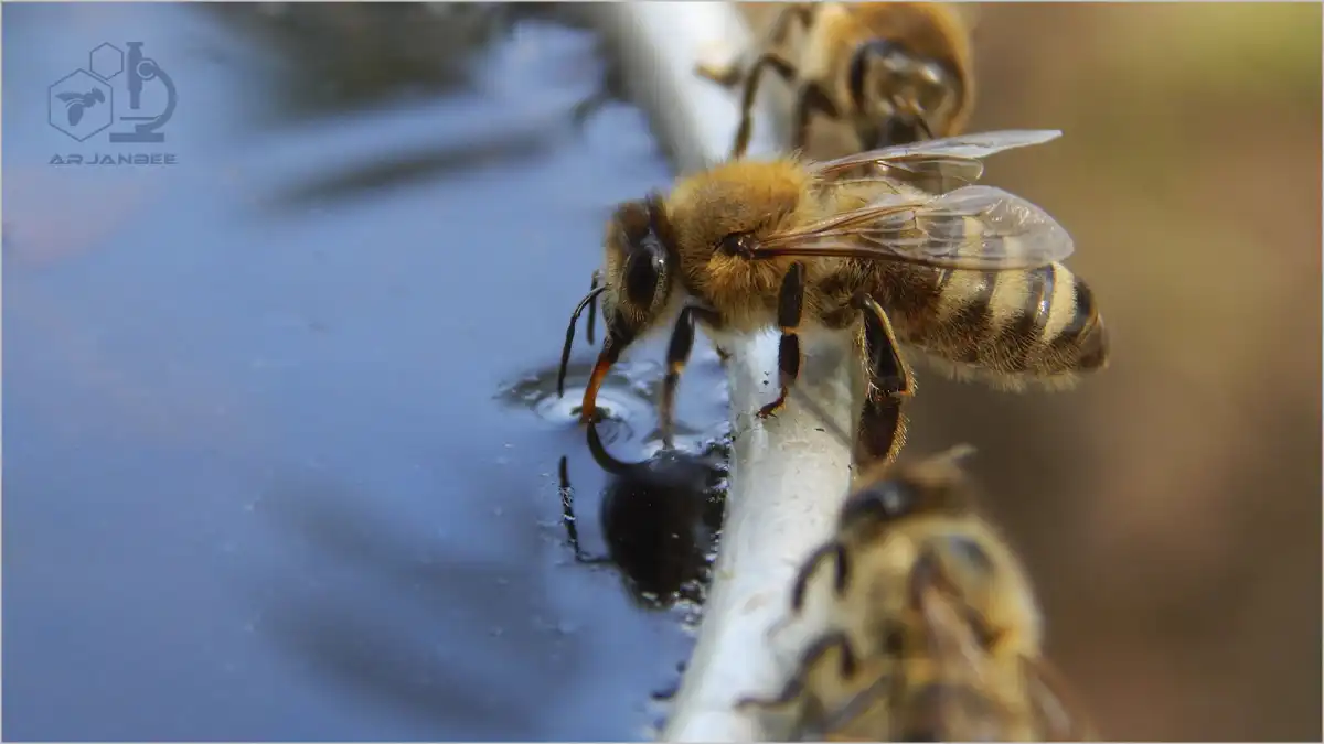 جمع آوري آب و تنظيم رطوبت در كلني هاي زنبور عسل