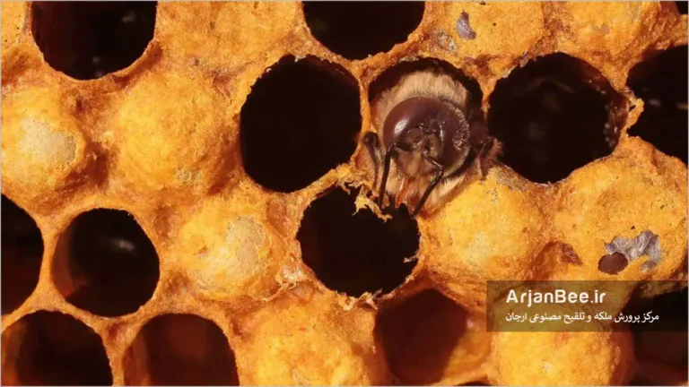 زنبور نر در حال تولد