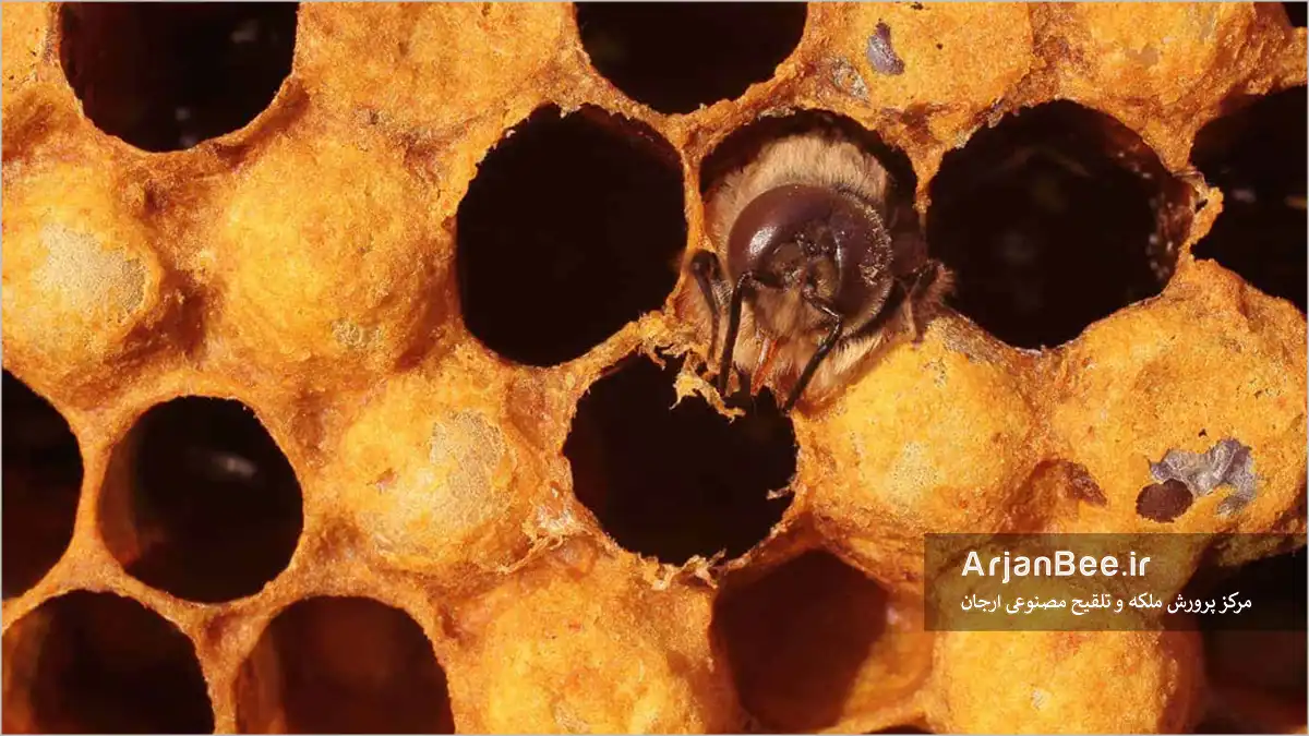 زنبور عسل تازه متولد شده