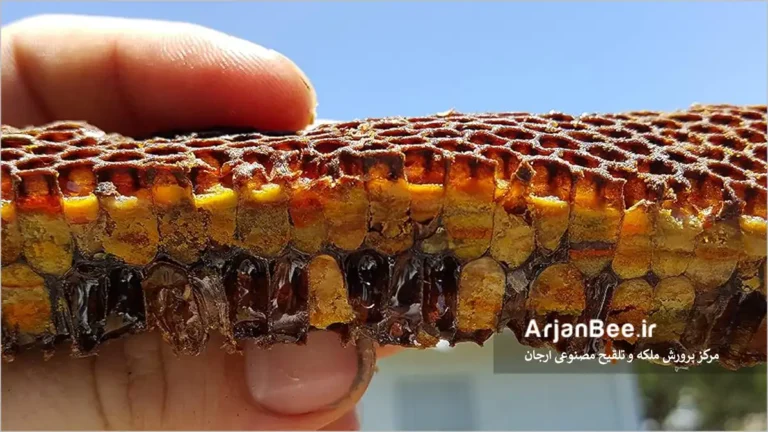 نان زنبور عسل