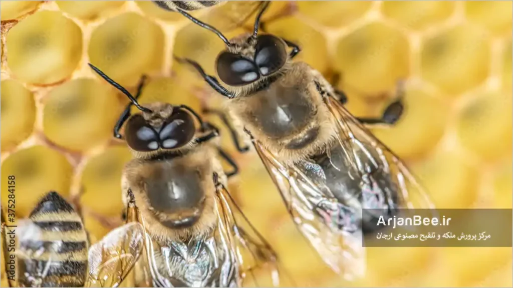 نرهای دیپلوئید