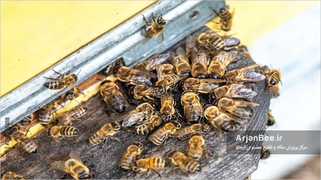 تأمین تعداد زنبور نر مورد نیاز پرورش ملکه