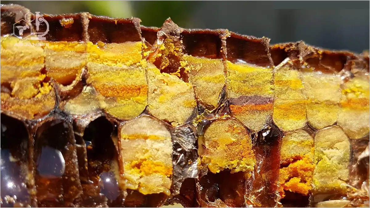 نان زنبور عسل