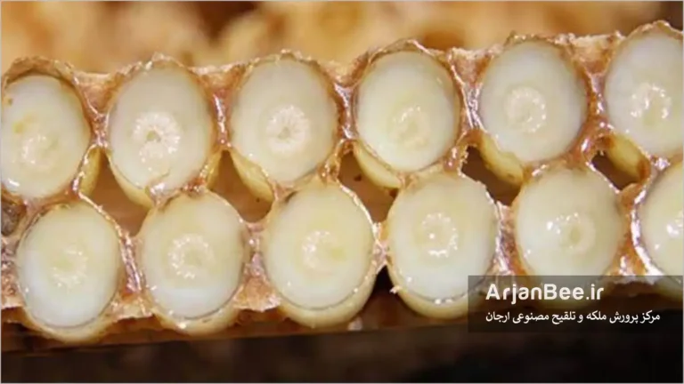 برداشت ژل رویال