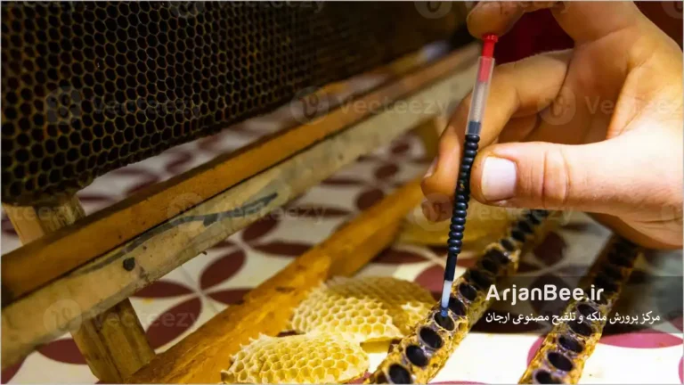 پیوند تر برای تولید ژل رویال 