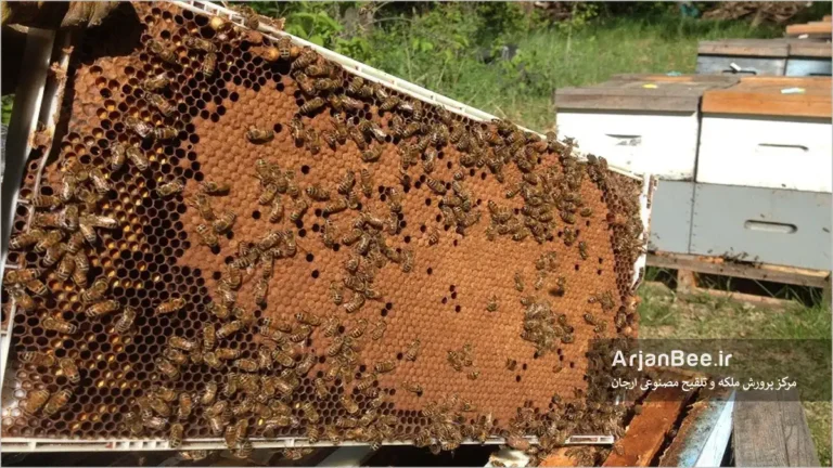 تخمریزی ملکه