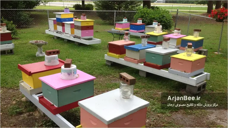 استقرار کندوچه های جفت‌ گیری ملکه