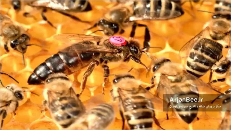 ملکه زنبور عسل