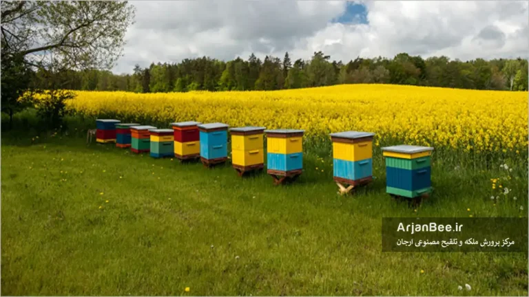 طبقه دادن به کندو و آماده کردن کلنی ها قبل از جریان شهد طبیعی