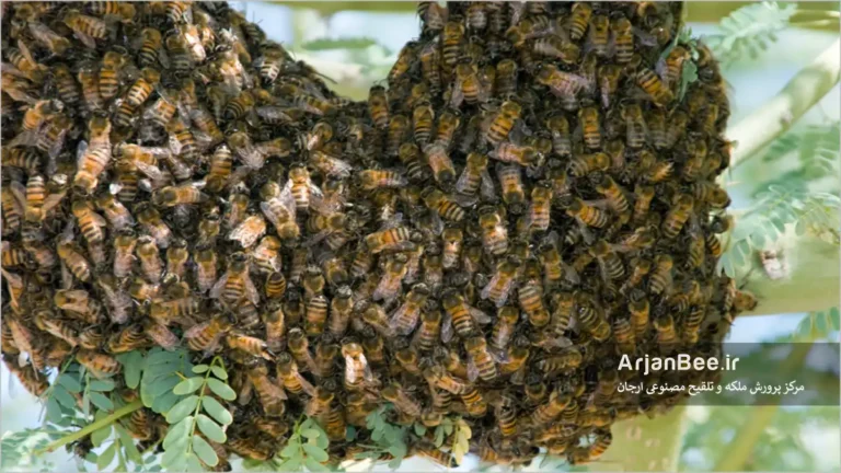 محرک جمعیت در بچه دهی کلنی