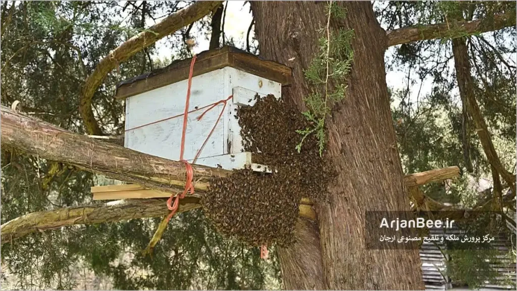 کندوی تله بچه زنبور