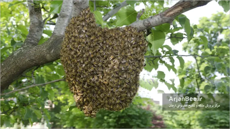بچه دهی در کلنی های زنبور عسل