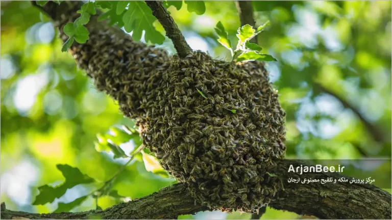 بچه دهی یا تقسیم کلنی در زنبور عسل