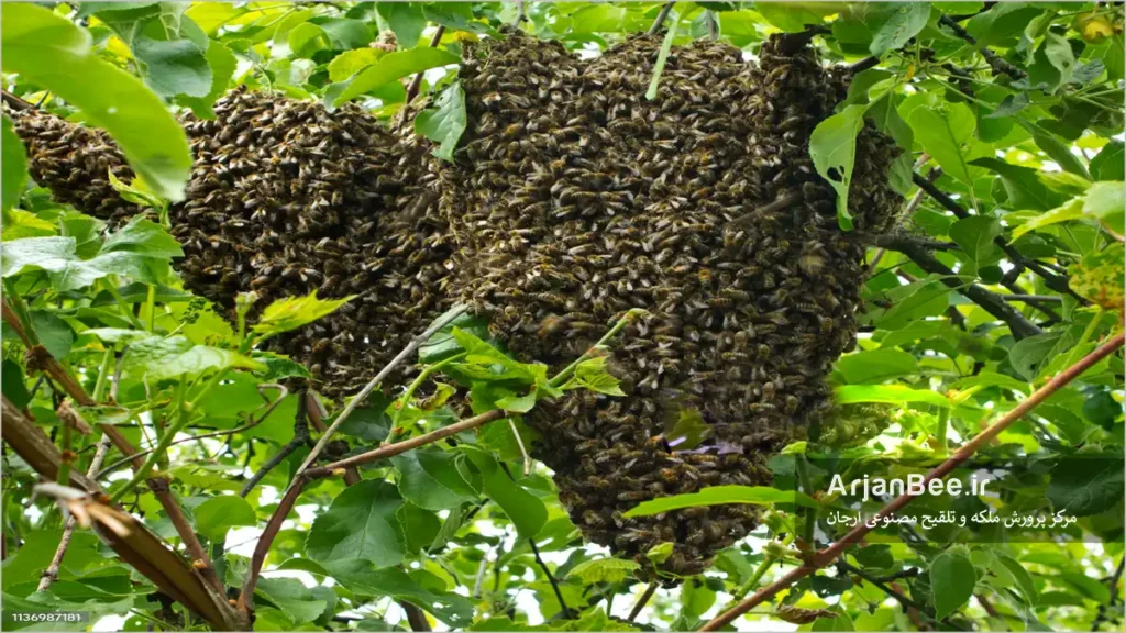 جذب بچه طبیعی به کندو