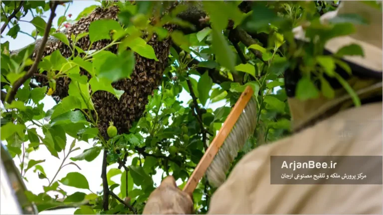 جمع کردن زنبور عسل