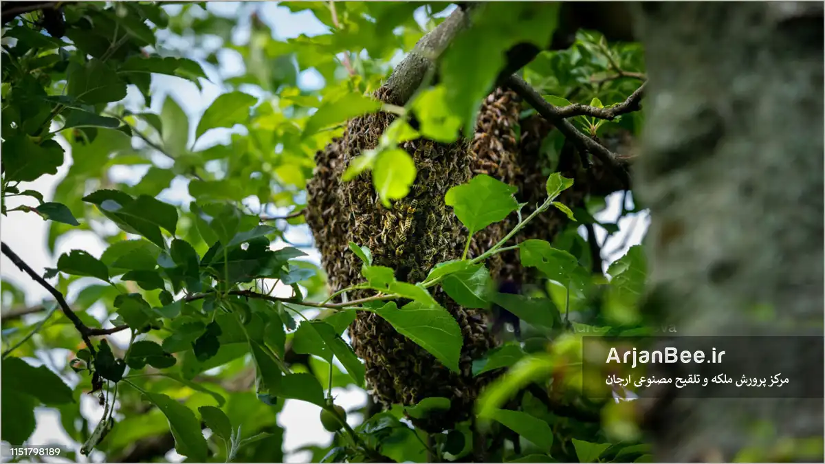 پایش دمای کندو با ابزارهای نوین؛ کنترل بچه دهی | بخش 2 8 قرار گرفتن بچه کلنی زنبور عسل روی درخت