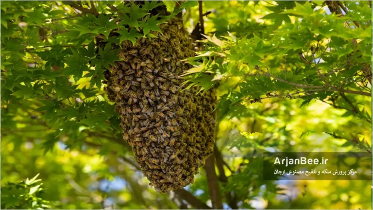 بچه دهی زنبور عسل