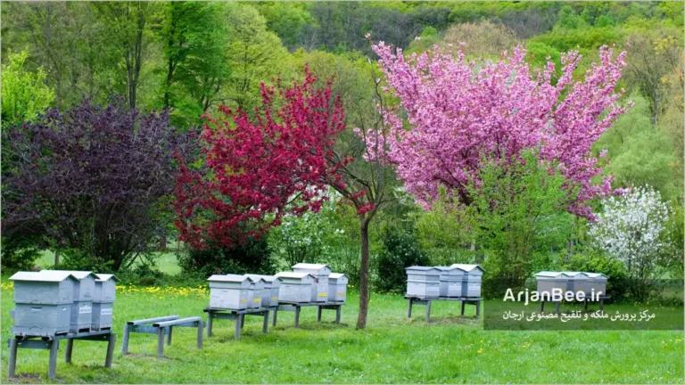 کندوهای زنبور عسل