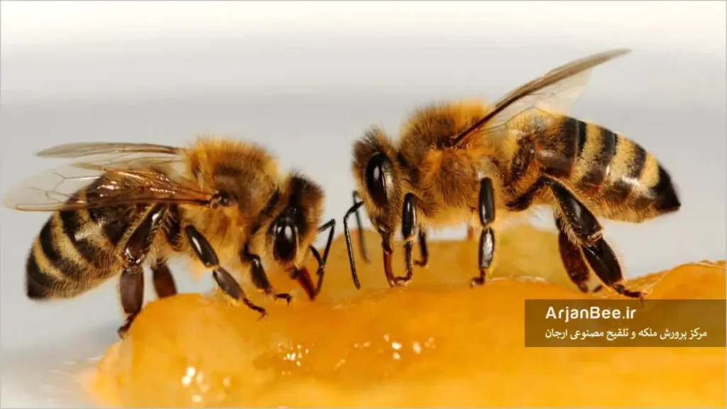 تغذیه های مکمل زنبور عسل