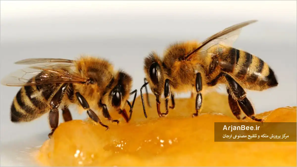 تغذیه های مکمل زنبور عسل