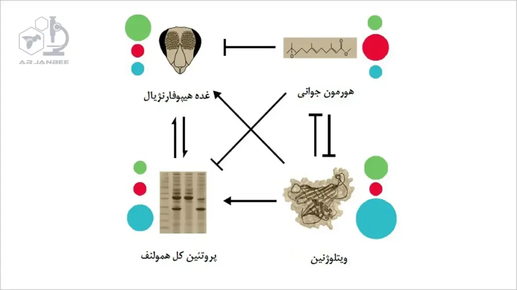 أثیر متقابل عوامل فیزیولوژیکی کلیدی در زنبورها