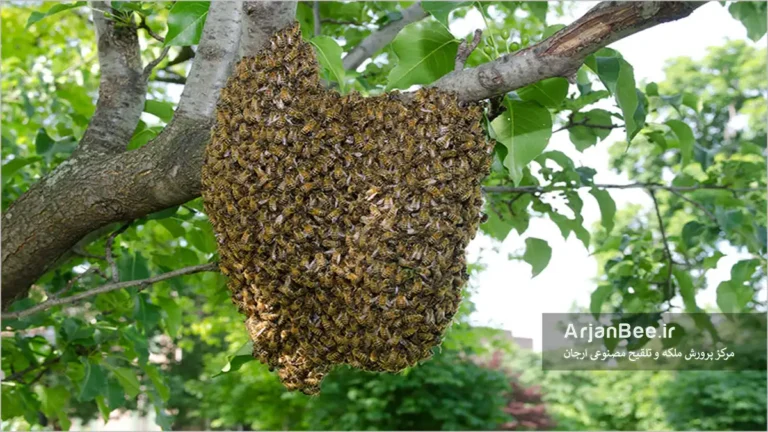 بچه دهی کندو